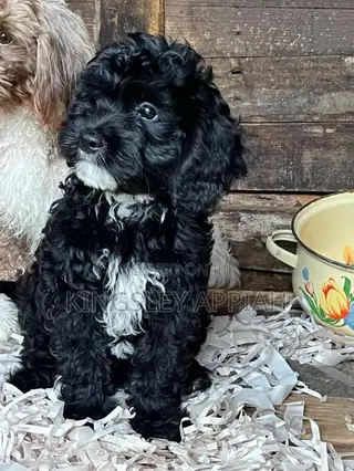 1-3 months Female Purebred Poodle
