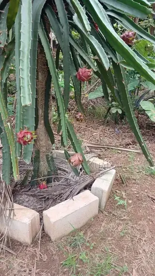 Dragon Fruit Cuttings for Planting