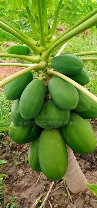 Pawpaw Seeds and Fruits - Dwarf