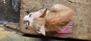 3-6 months Female Mixed Breed Cat