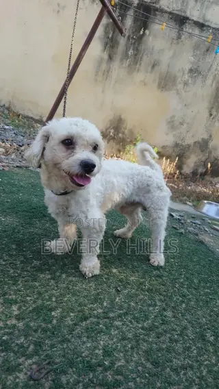 1+ year Male Purebred Poodle
