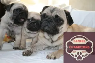 1-3 months Female Purebred Pug