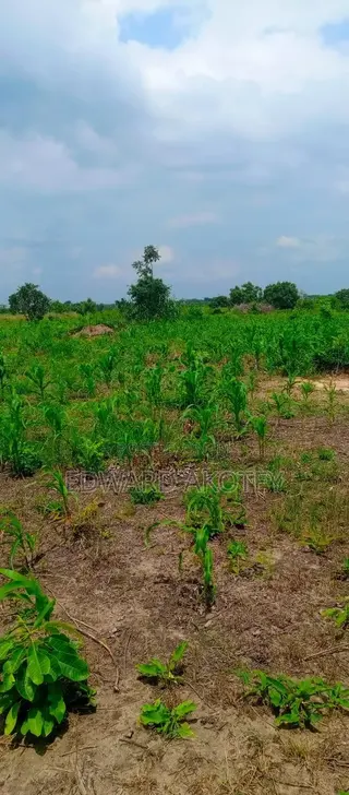 Farmland Fo Lease or Rent at Akuietey