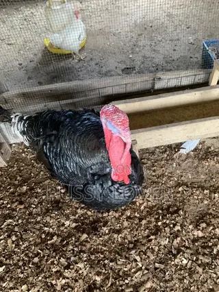 Premium Farm-Raised Turkeys: Quality You Can Trust.