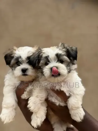 1-3 months Male Mixed Breed Maltese Shih Tzu
