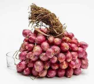 Shallot Onions
