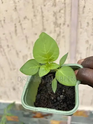 Pepper Seedlings “Aji Manjo”