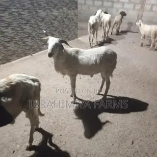 Affordable Sheep