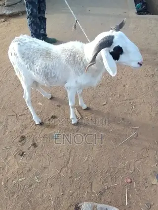 I Sell All Kinds of Sheep's, Goat's and Cow's