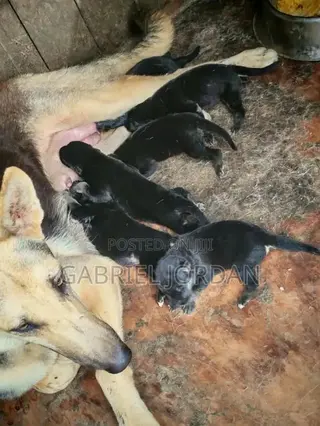 0-1 month Female Purebred German Shepherd