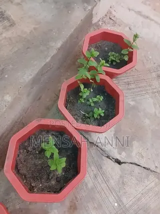 GreenHome Mint Seedlings