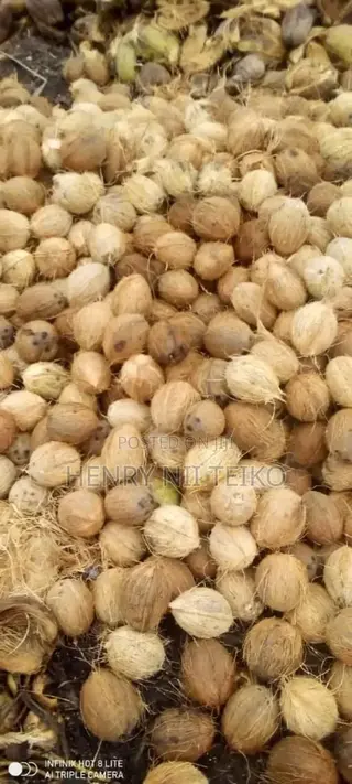 Coconuts for Oil Copra Production (Bulk Supply)
