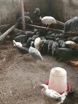 Young Exotic Local Organic Guinea Fowls,All Availabl