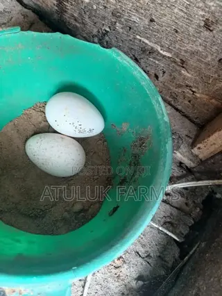 Turkey Eggs