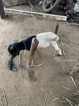 Goats Available