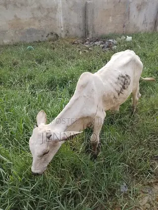 Serious Buyers Only