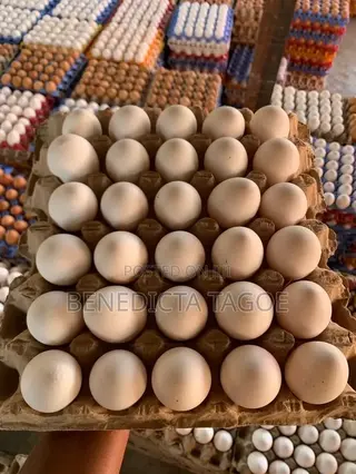 Fresh Eggs
