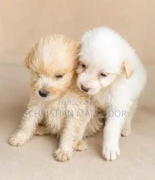 1-3 months Male Purebred Poodle