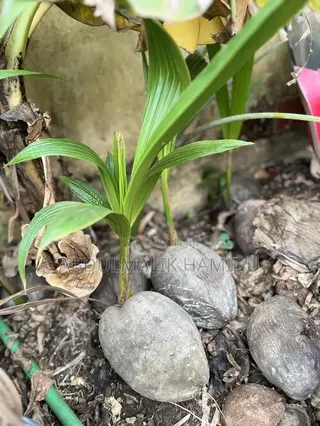 Coconut Seedlings for Sale