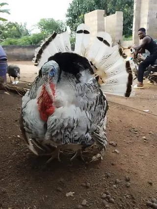 Zion Turkey Farms