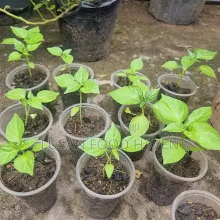Habanero Pepper Seedlings Available for Sale