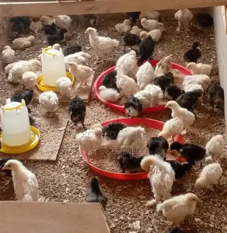 Day and Weeks Old Chicks