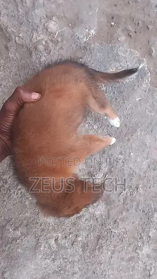 1-3 months Female Mixed Breed Dog