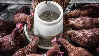 Poultry Feeder Fowl Chicken, , , , ,