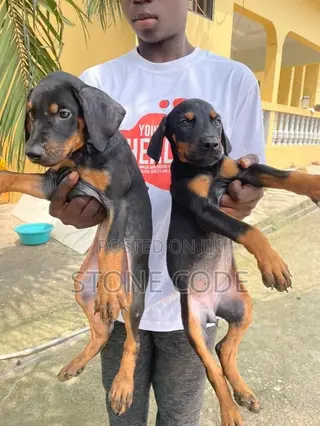 1-3 months Male Purebred Doberman Pinscher