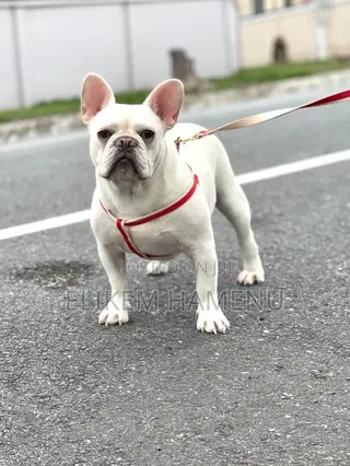1+ year Male Purebred French Bulldog