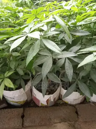 Money Tree