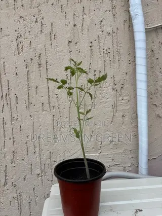 Foreign Tomato Seedlings