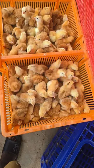 Day Old Layers and Broilers (Lohman)