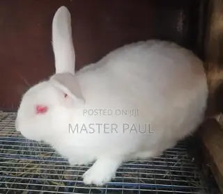 Peekay's Rabbitry