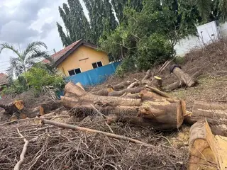 Tree Cutting, Prunning, Chainsaw Work and Gardening Service Service