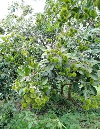 Rambutan Seedlings