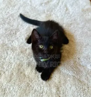 1-3 months Male Mixed Breed Persian