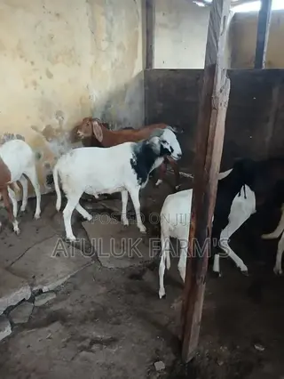 Healthy Ram