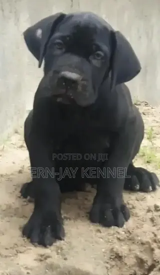 1-3 months Female Purebred Boerboel