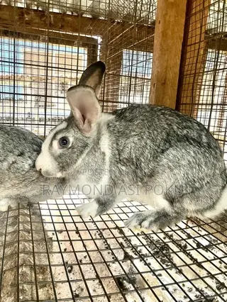 Healthy Rabbits