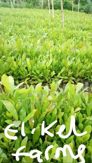 High Quality Hybrid Cashew Seedlings for Ur Farms.