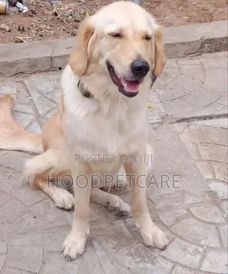 1+ year Female Purebred Golden Retriever