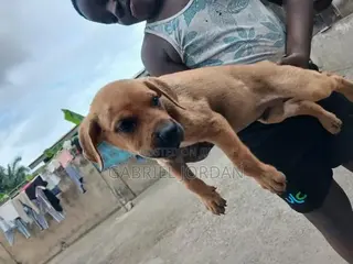 0-1 month Male Purebred Dog
