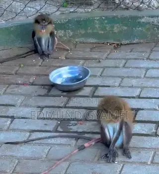Mona Monkeys