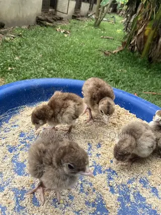 Bourbon Red Day Old,(Red Turkeys)