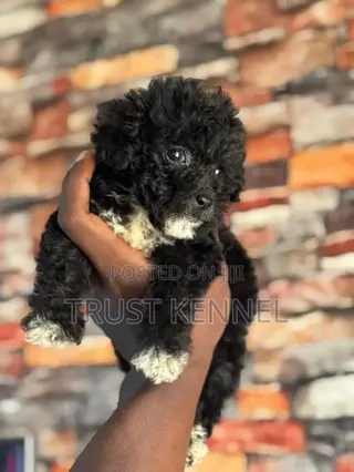 1-3 months Female Purebred Poodle