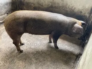 Healthy Duroc Pig Breed