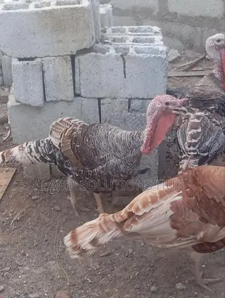 Fully Matured Male Turkey
