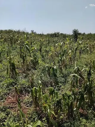 Farmland at Gomoa Odumase Forsale