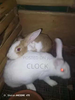 Matured Female and Male Rabbits